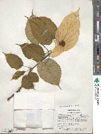 Davidia involucrata image