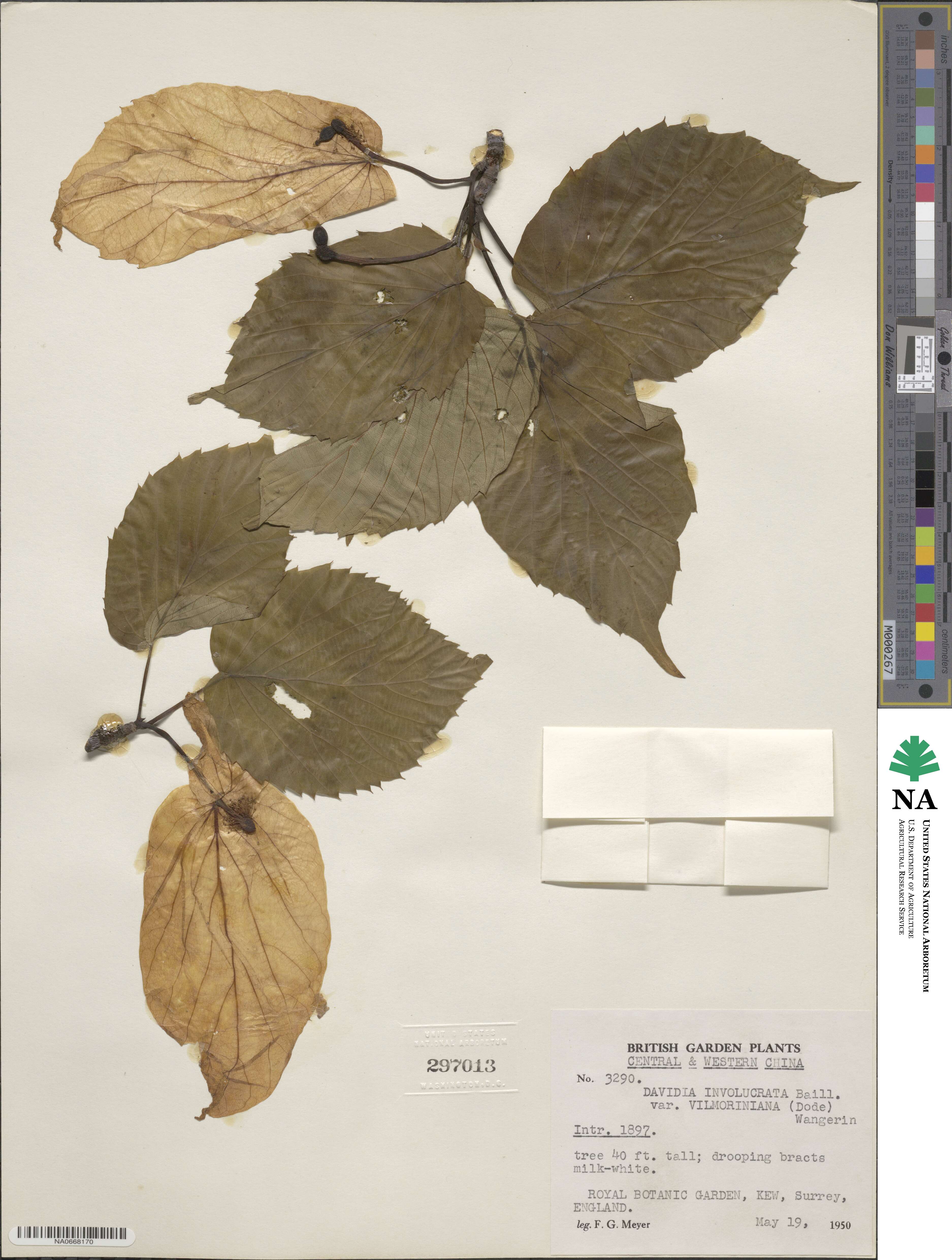 Davidia involucrata image