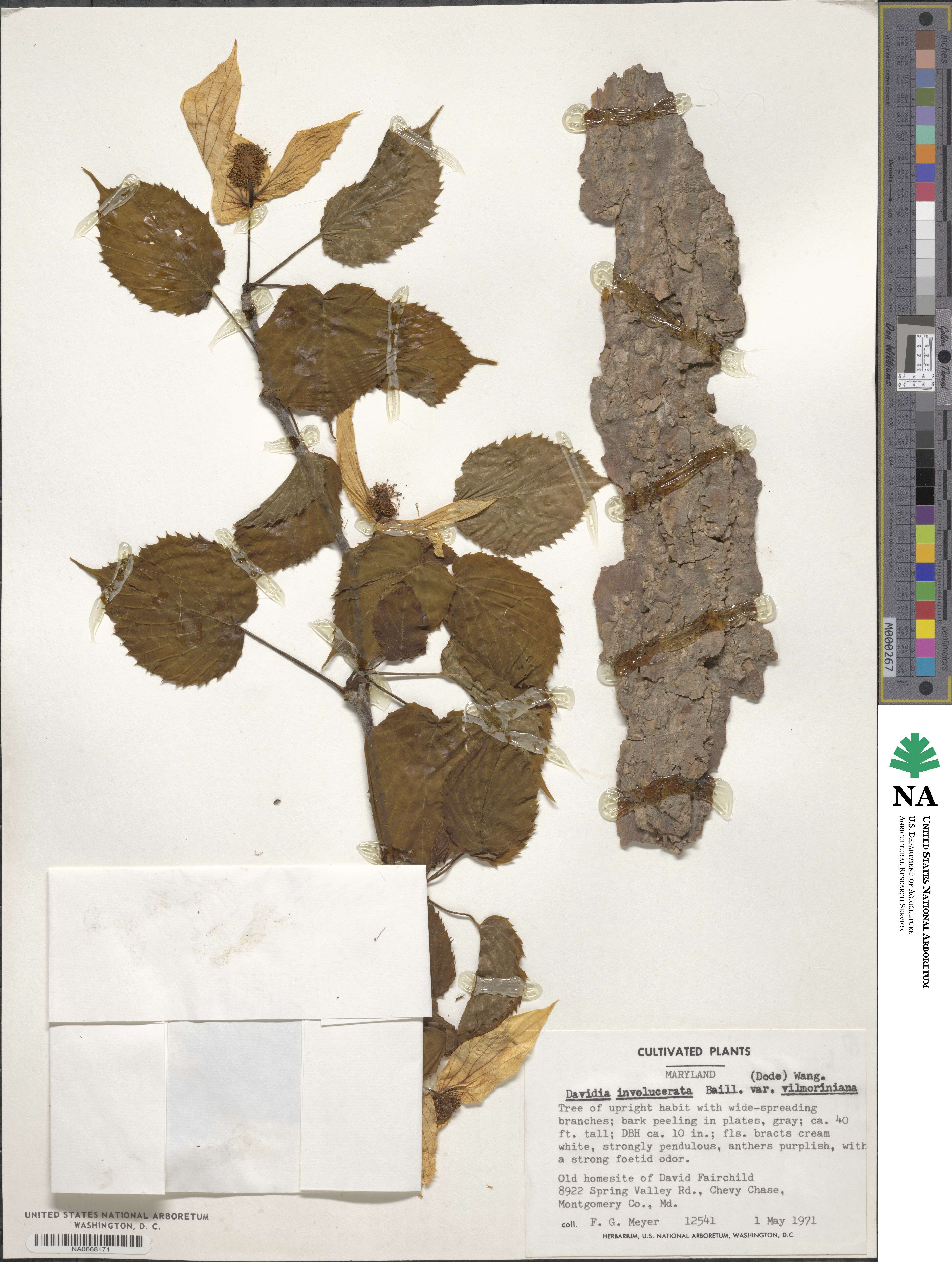 Davidia involucrata image