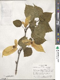 Davidia involucrata image