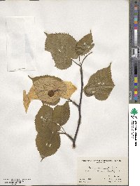 Davidia involucrata image