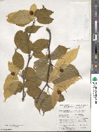 Davidia involucrata image