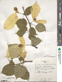 Davidia involucrata image