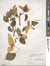 Davidia involucrata image