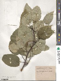 Davidia involucrata image