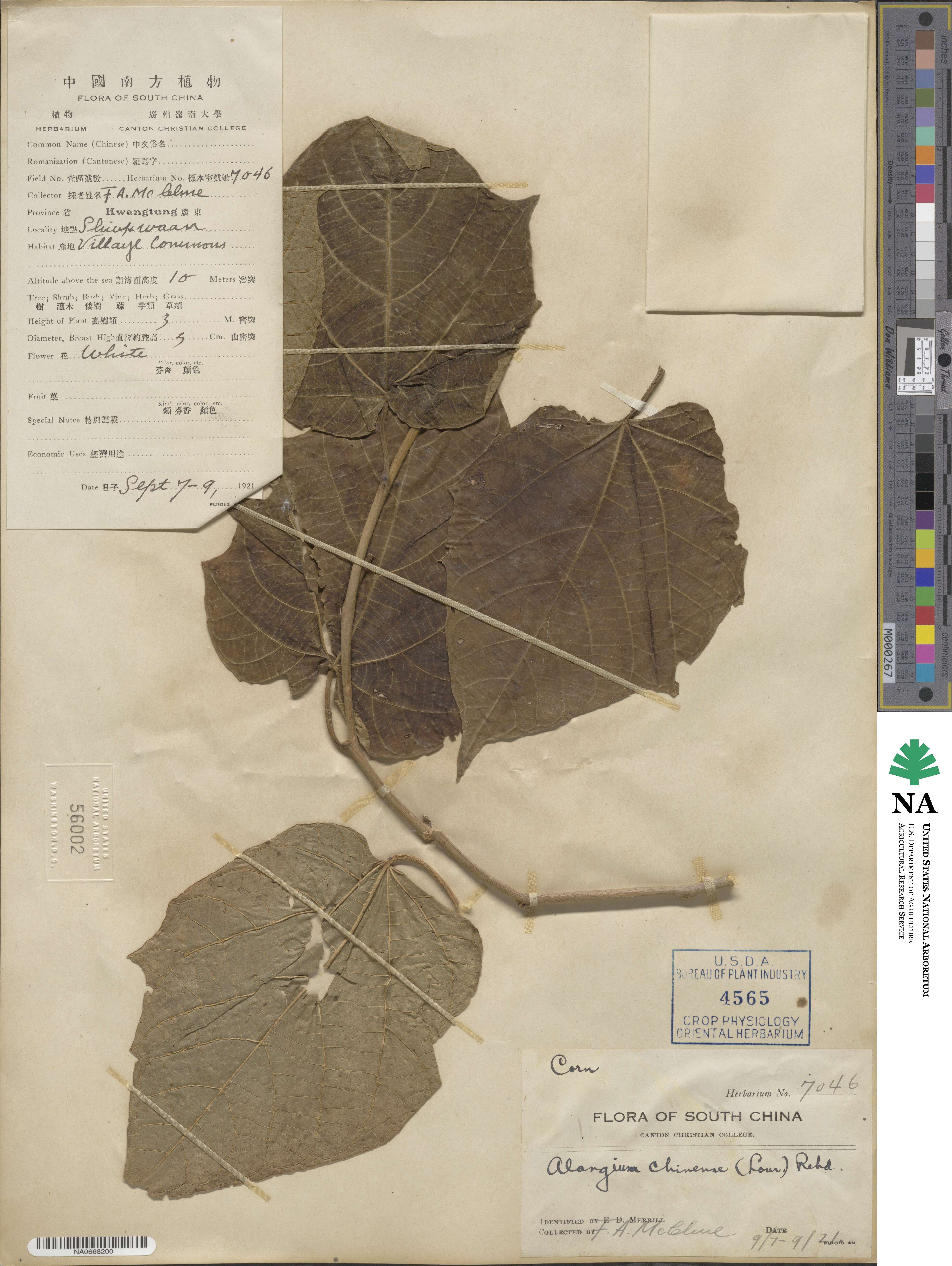 Alangium chinense image