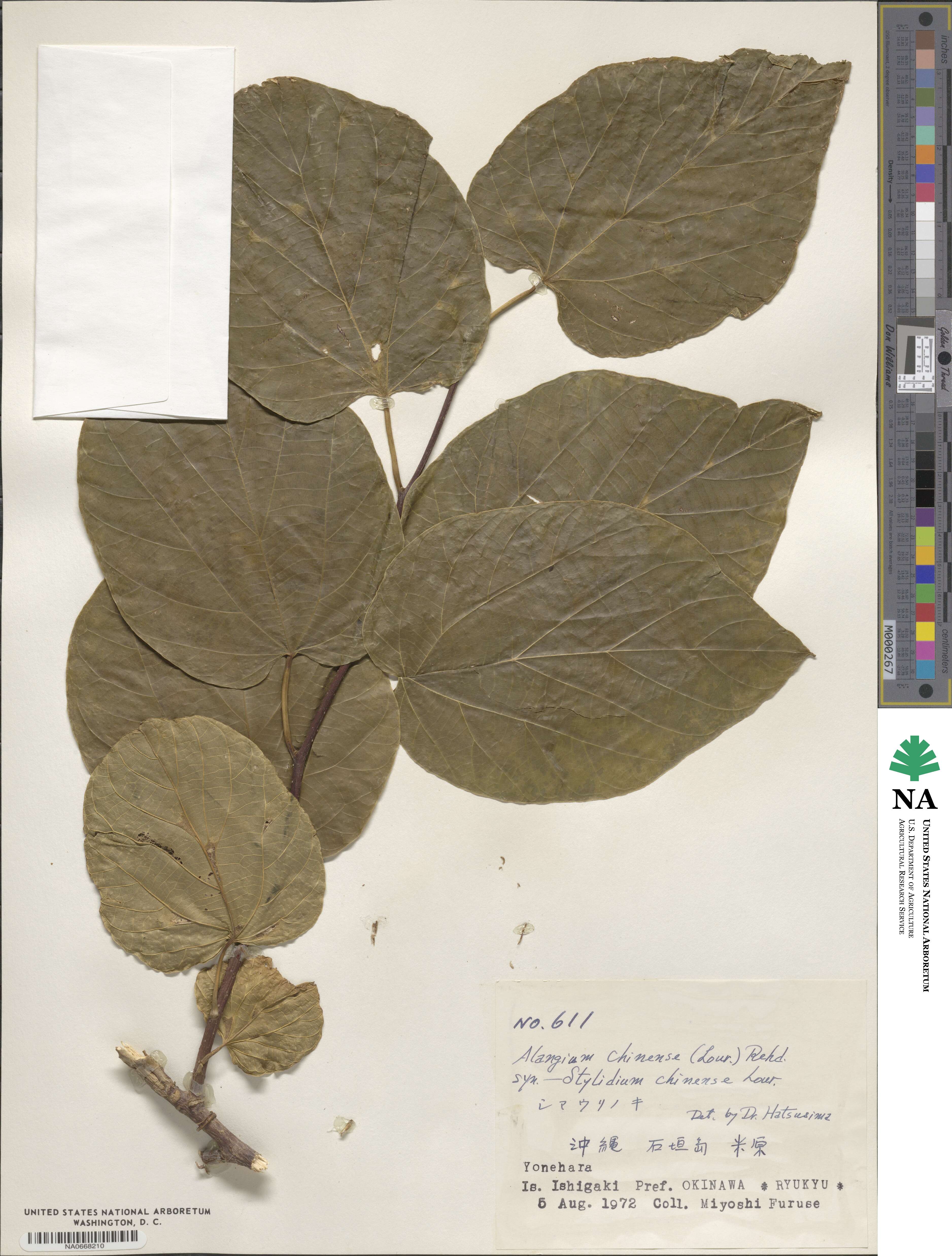 Alangium chinense image