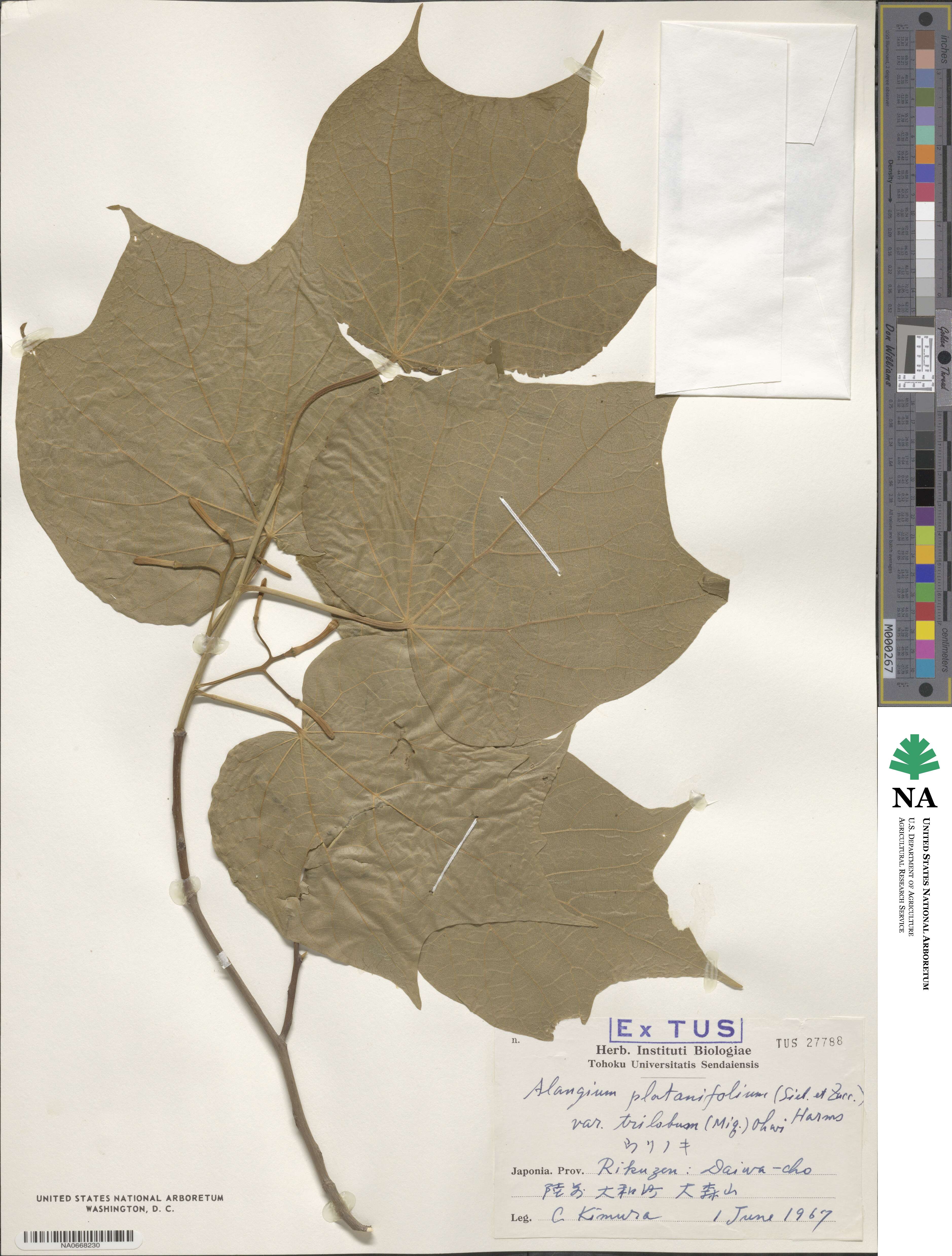 Alangium platanifolium image