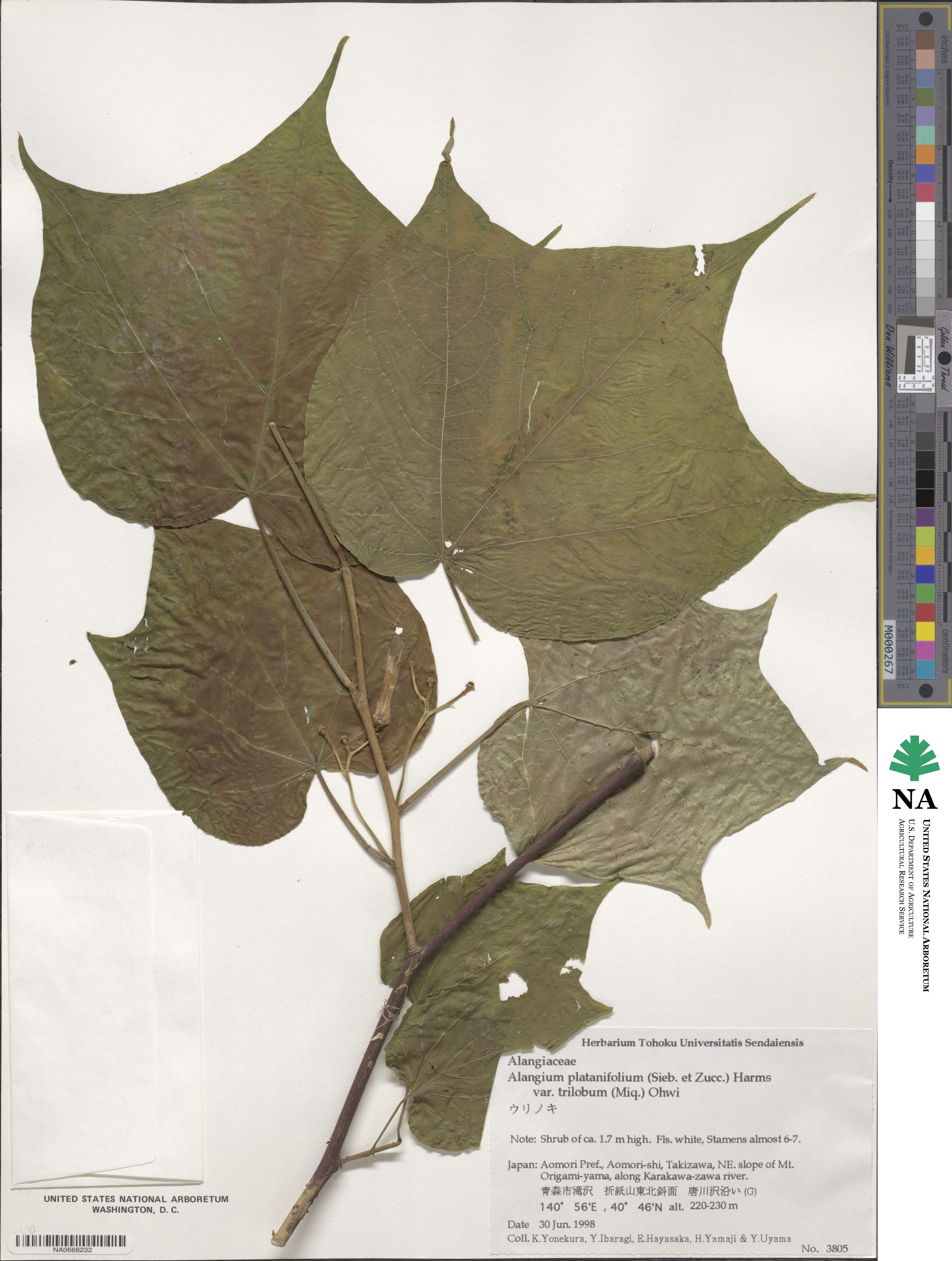Alangium platanifolium image