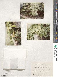 Cornus florida image