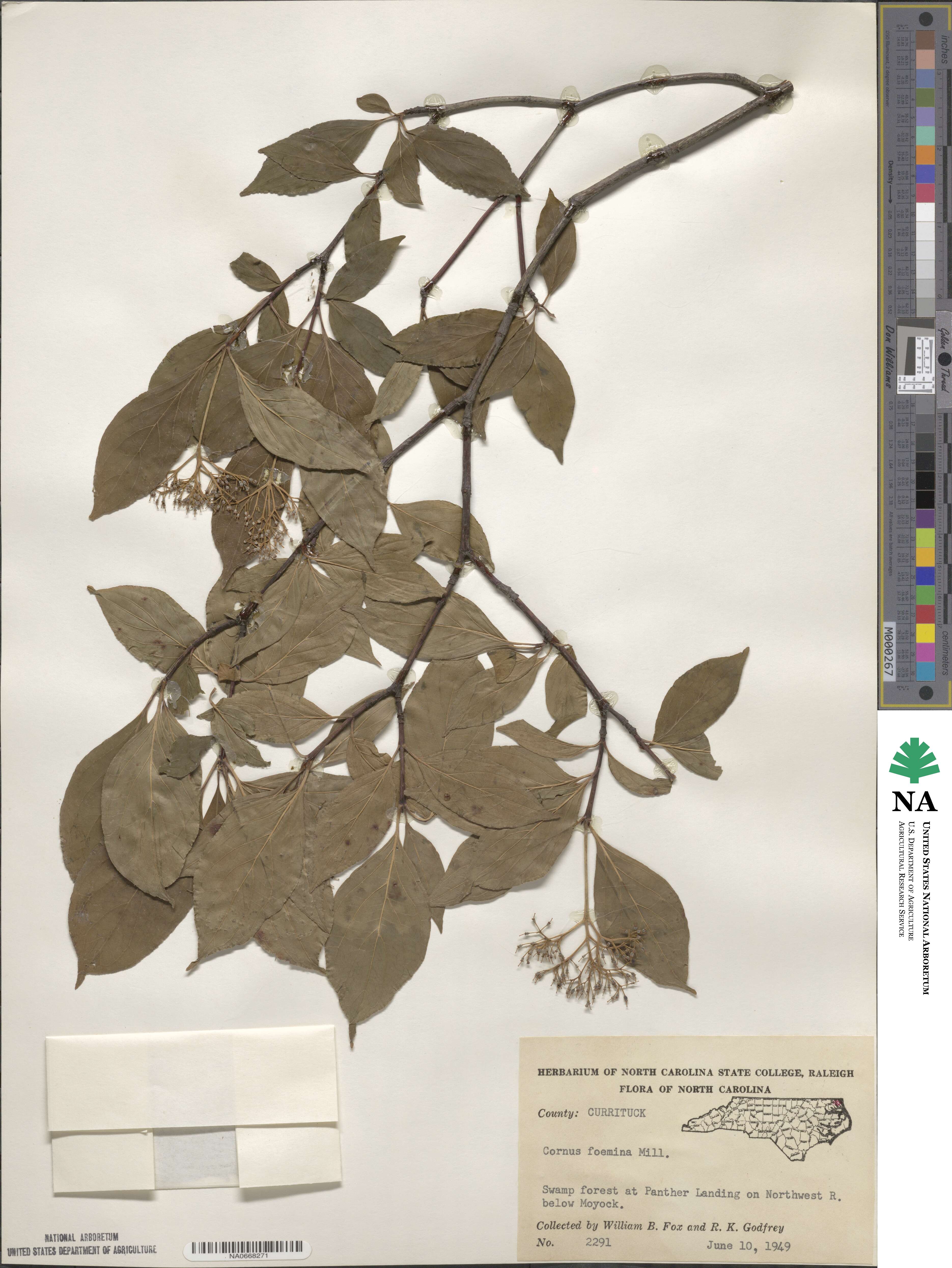 Cornus foemina image