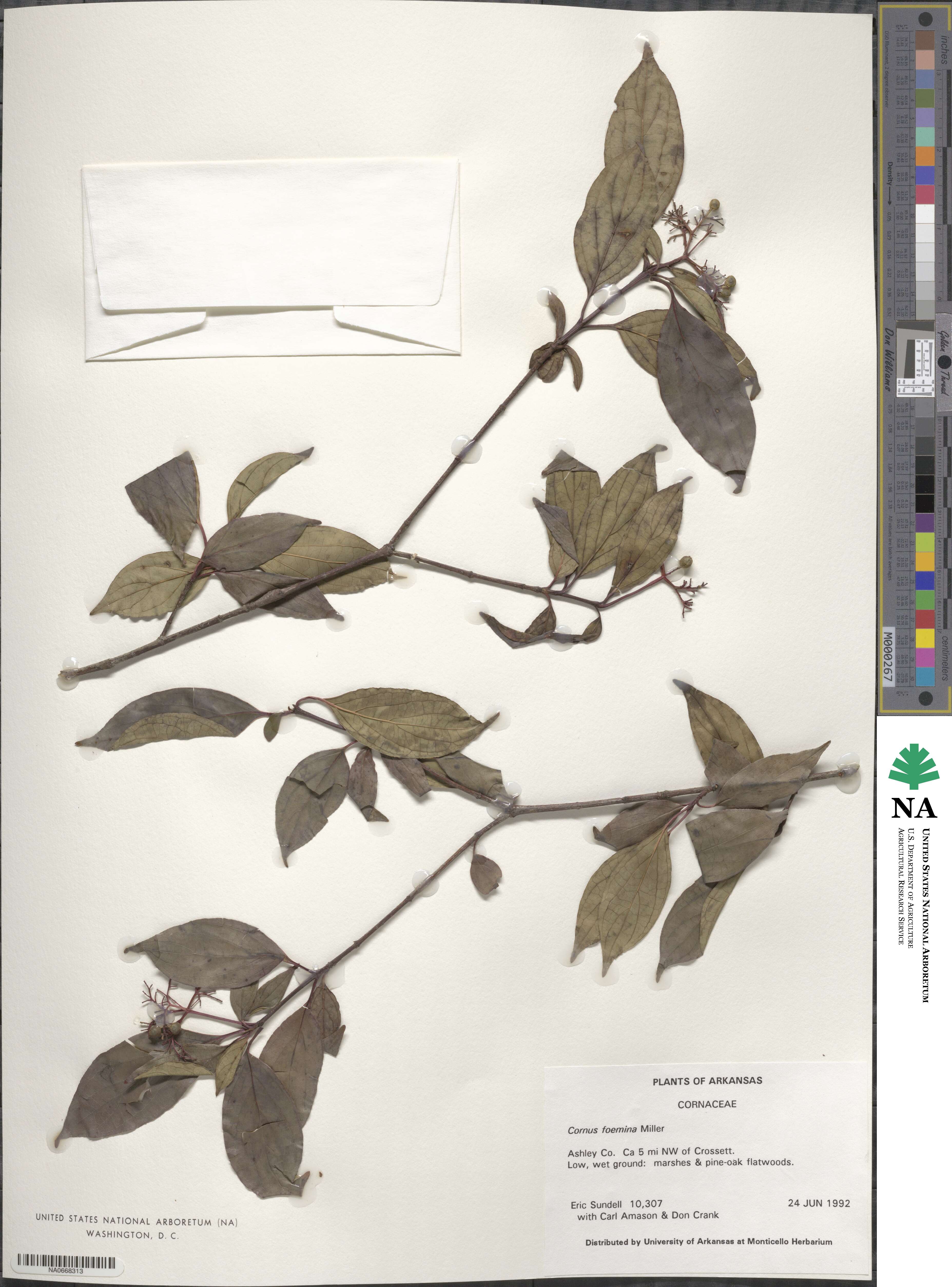 Cornus foemina image