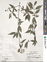 Cornus asperifolia image