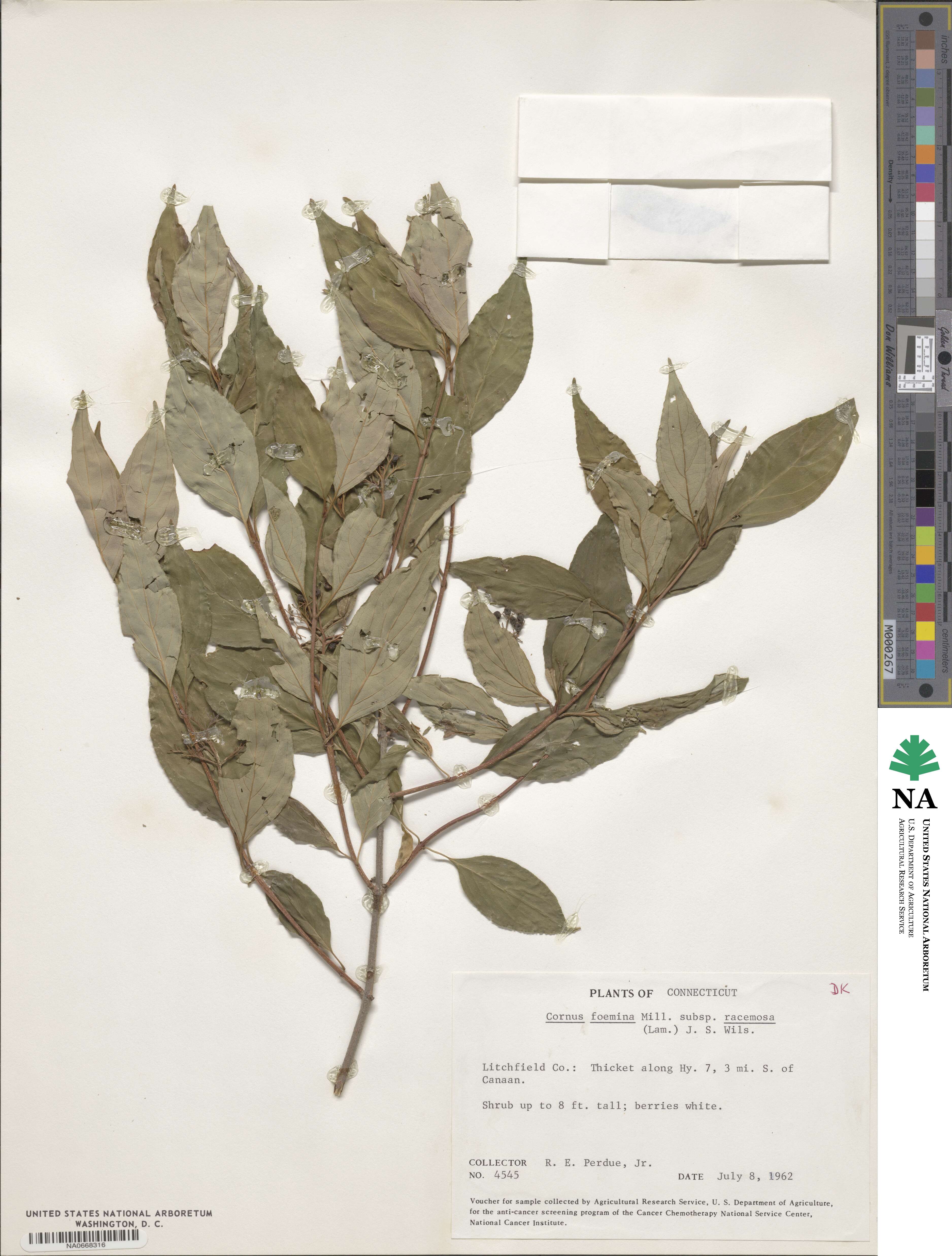 Cornus racemosa image