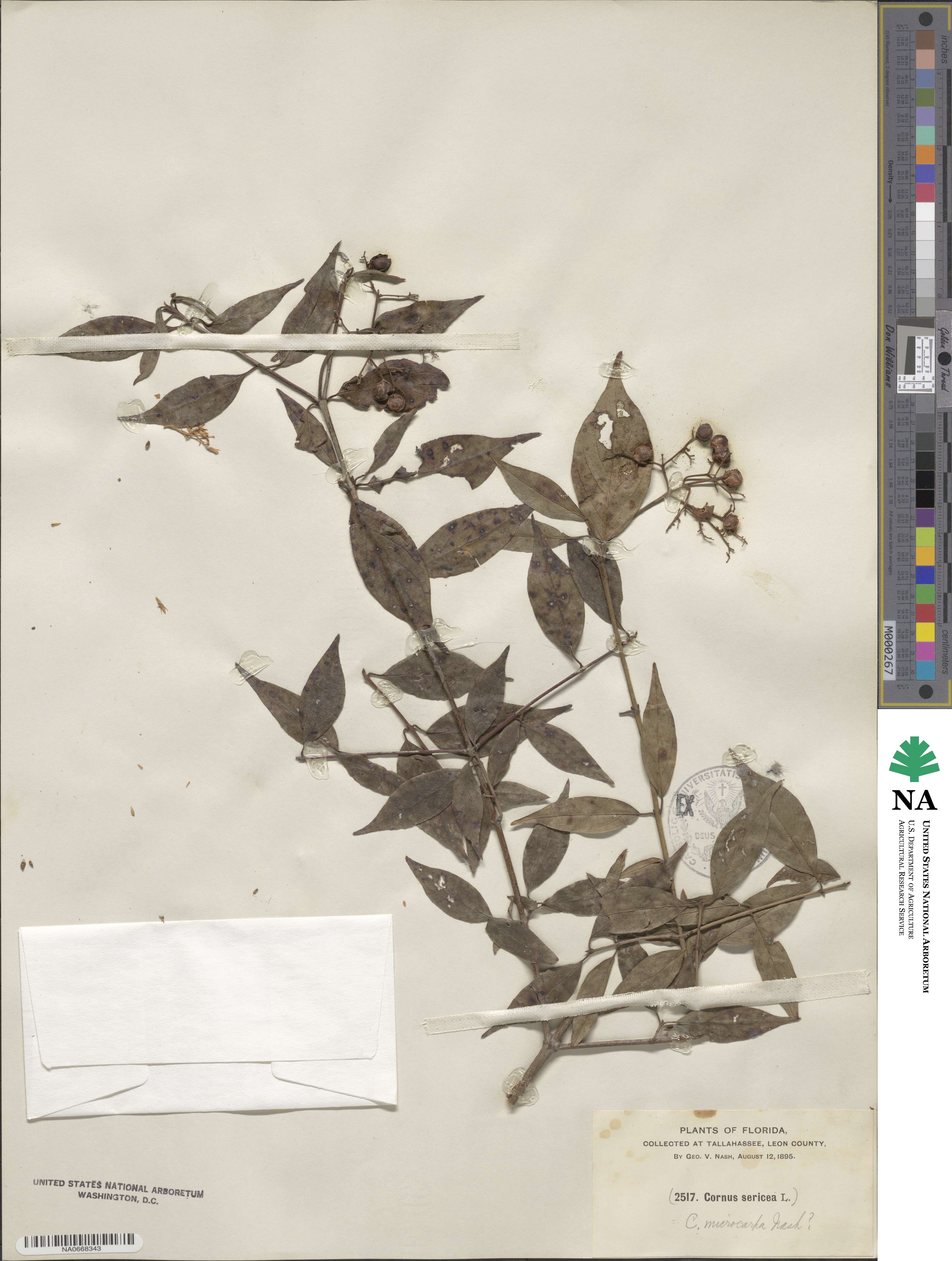 Cornus asperifolia image