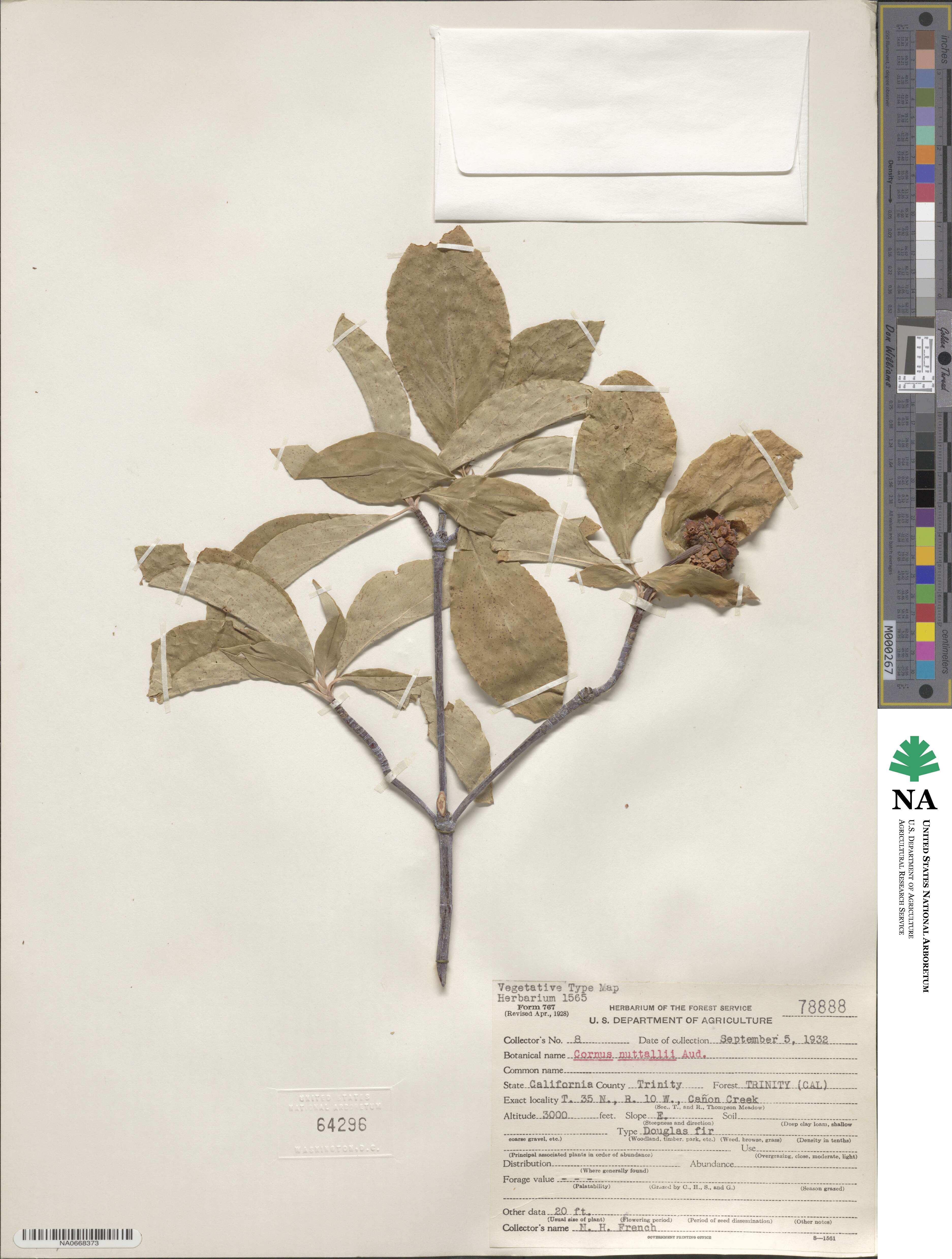 Cornus nuttallii image