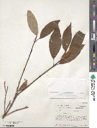 Cornus obliqua image