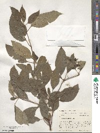 Cornus obliqua image