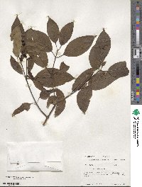 Cornus obliqua image