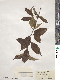 Cornus obliqua image