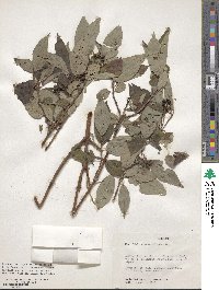 Cornus obliqua image