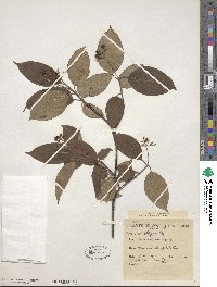 Cornus obliqua image