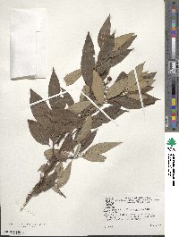 Cornus obliqua image