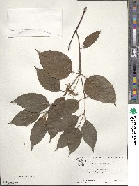 Cornus obliqua image