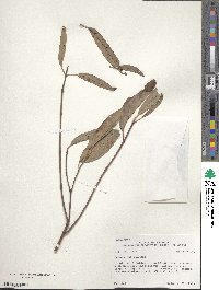 Cornus obliqua image