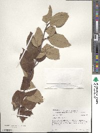 Cornus obliqua image