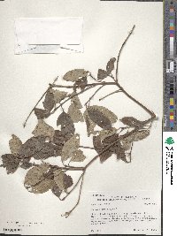 Cornus obliqua image