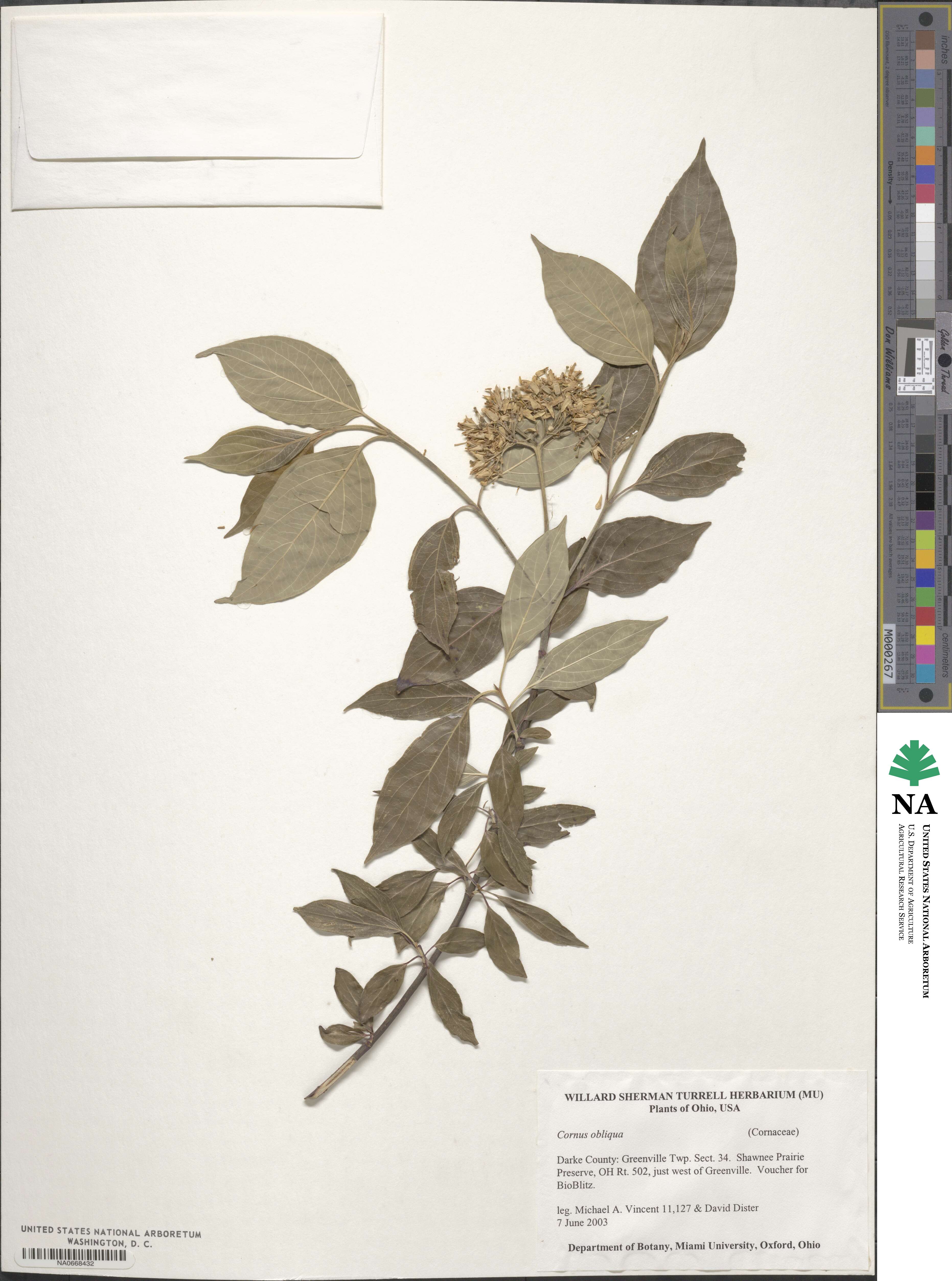 Cornus obliqua image