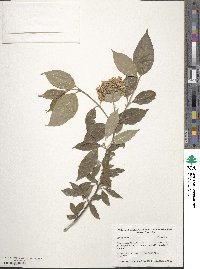 Cornus obliqua image