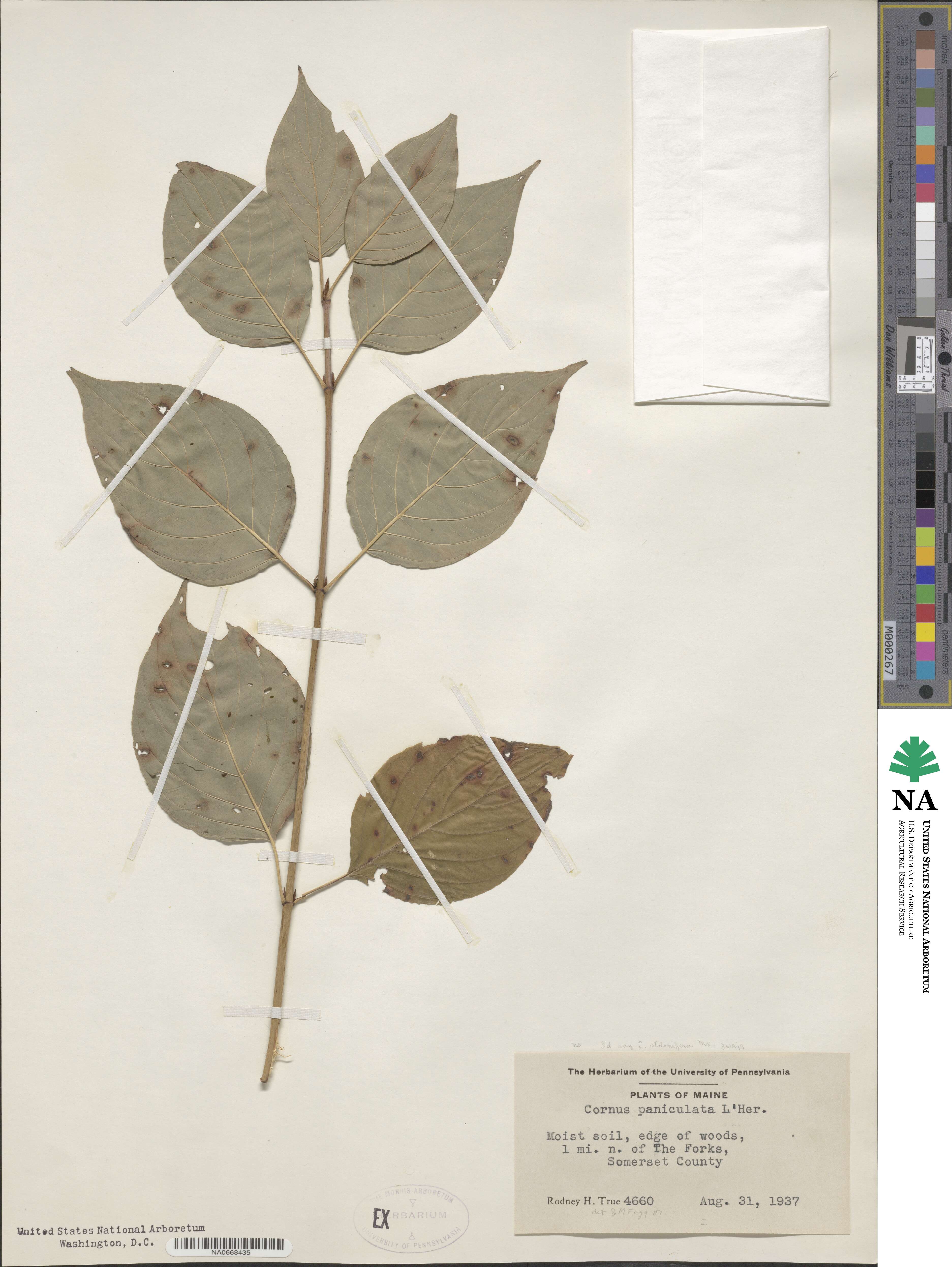 Cornus paniculata image