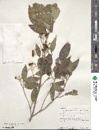 Cornus racemosa image