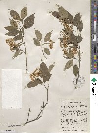 Cornus racemosa image