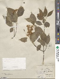 Cornus racemosa image