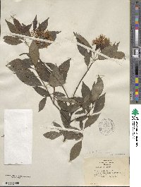 Cornus racemosa image