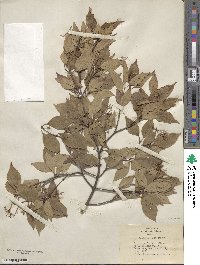 Cornus racemosa image