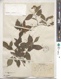 Cornus racemosa image