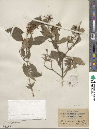 Cornus racemosa image