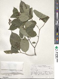 Cornus racemosa image