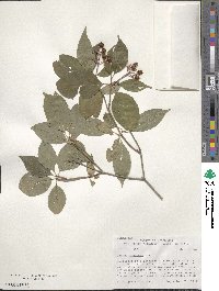 Cornus racemosa image