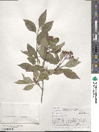 Cornus racemosa image