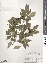 Cornus racemosa image