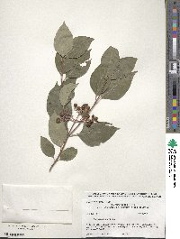 Cornus racemosa image