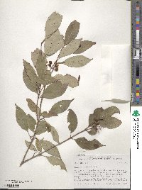 Cornus racemosa image