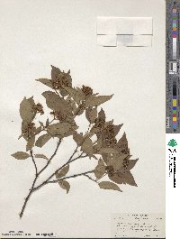 Cornus racemosa image