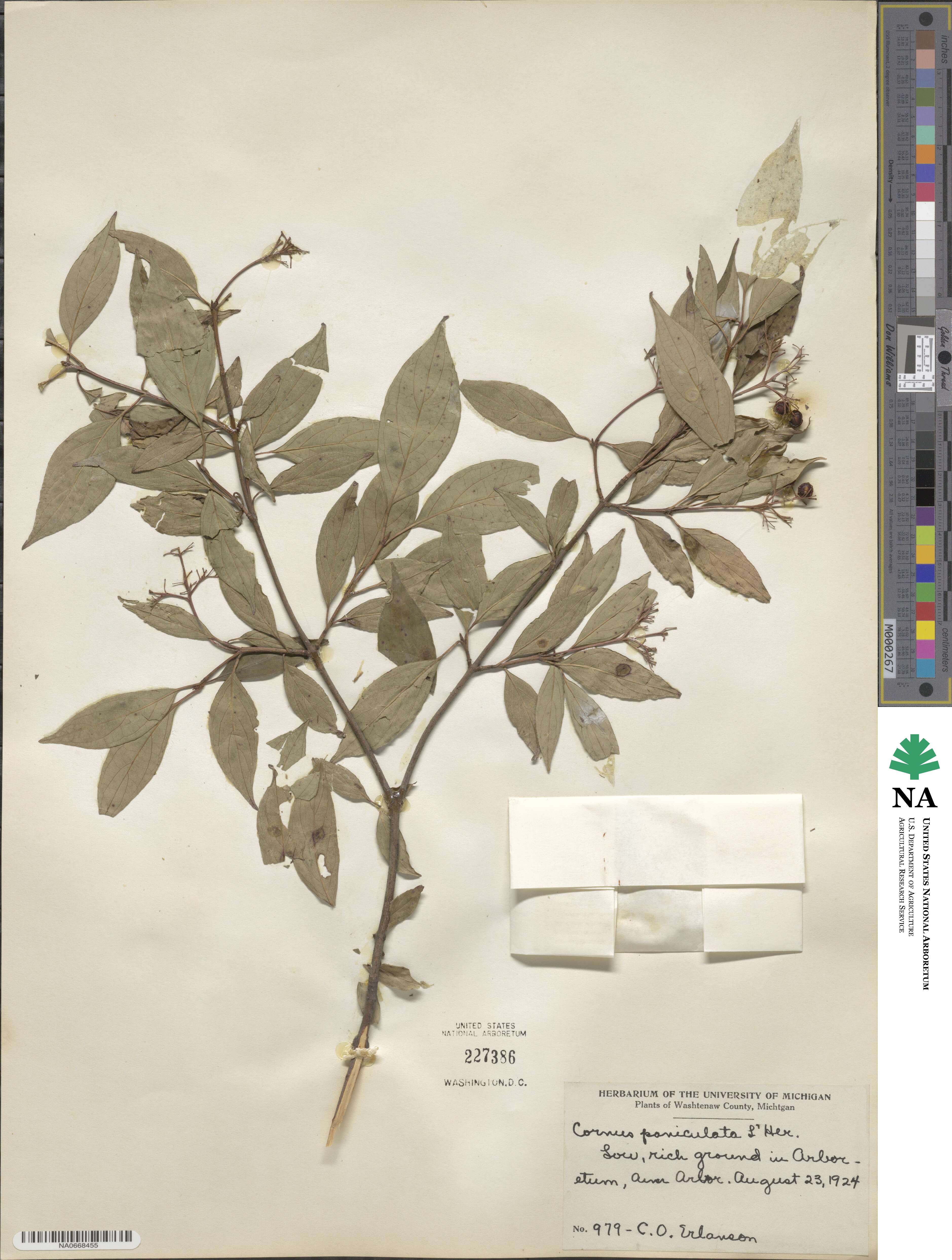 Cornus racemosa image