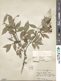 Cornus racemosa image